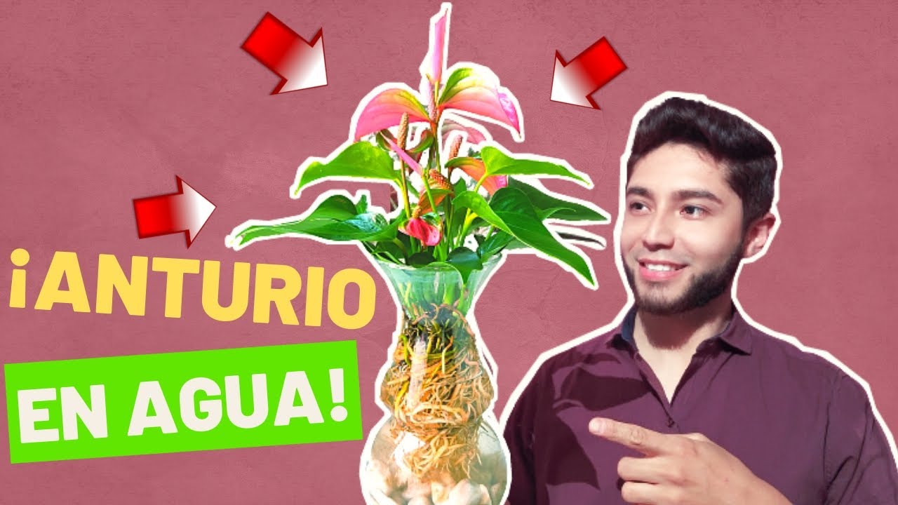 ANTURIO en AGUA Cómo TRANSPLANTAR & CULTIVAR Anturios #anturios  #plantas  #flores  #jardin #anturio