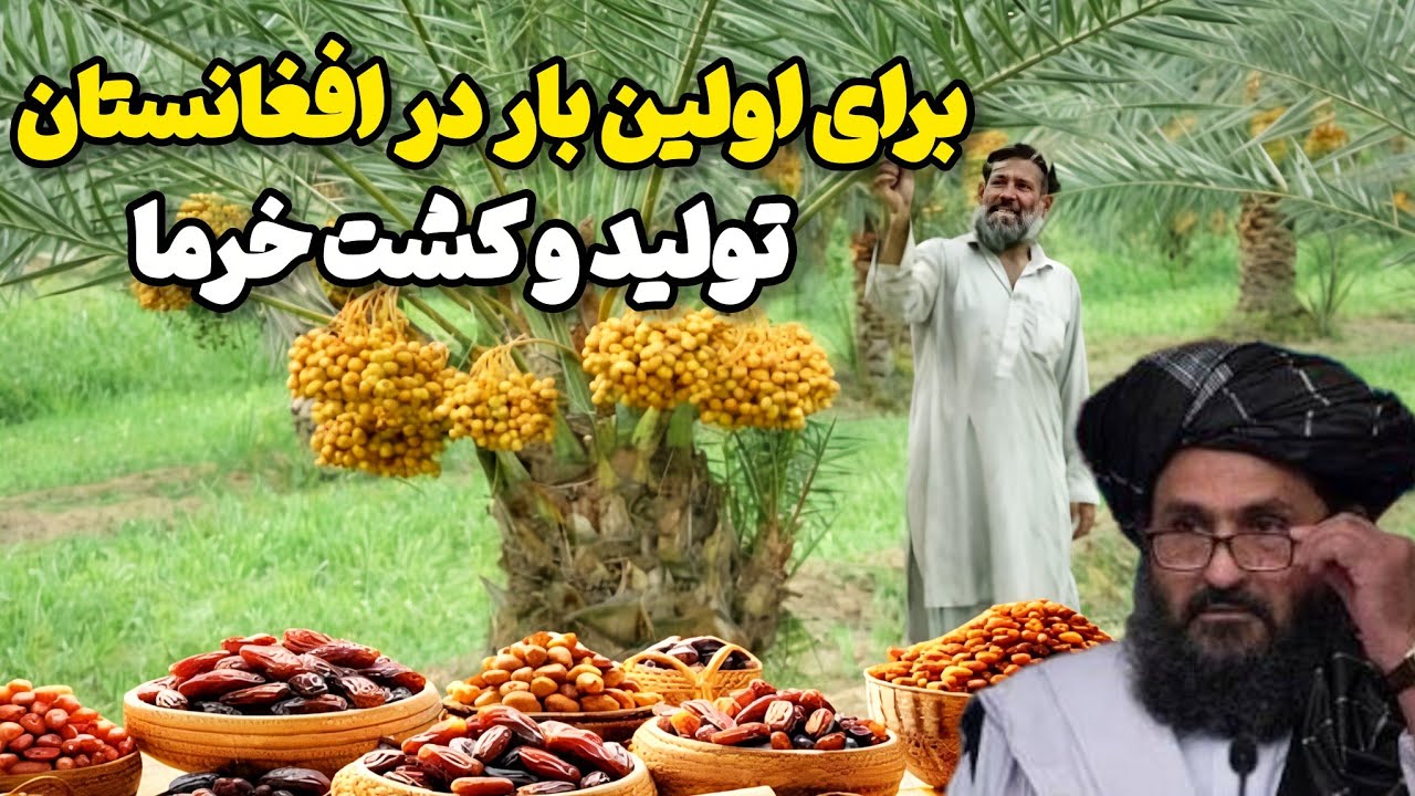 برای اولین بار در افغانستان/نخلستان خرما 