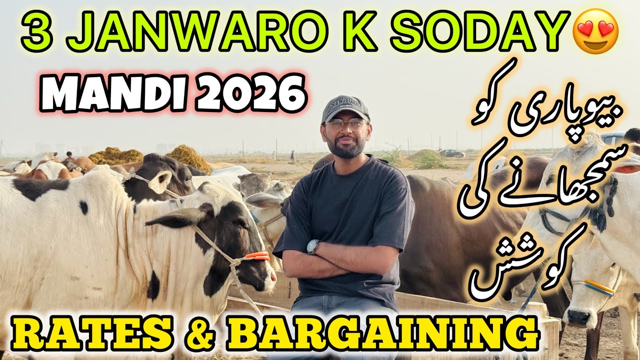 3 Janwaro K Soday 😍 | Rates & Bargaining At Northern Bypass Mandi | Mandi 2026