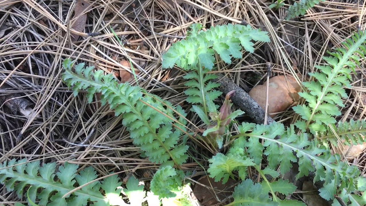 Pedicularis centranthera, Sitting with plants