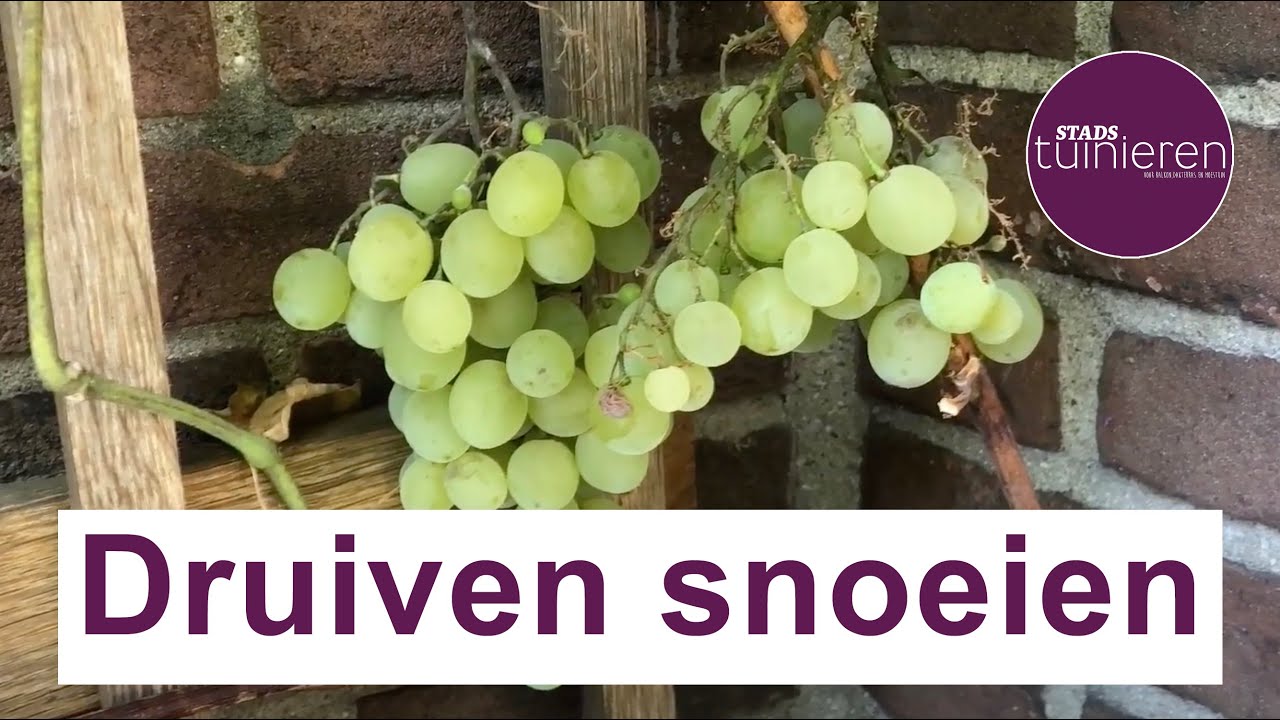 Stadstuinieren - Druiven snoeien - Wintersnoei #Moestuin