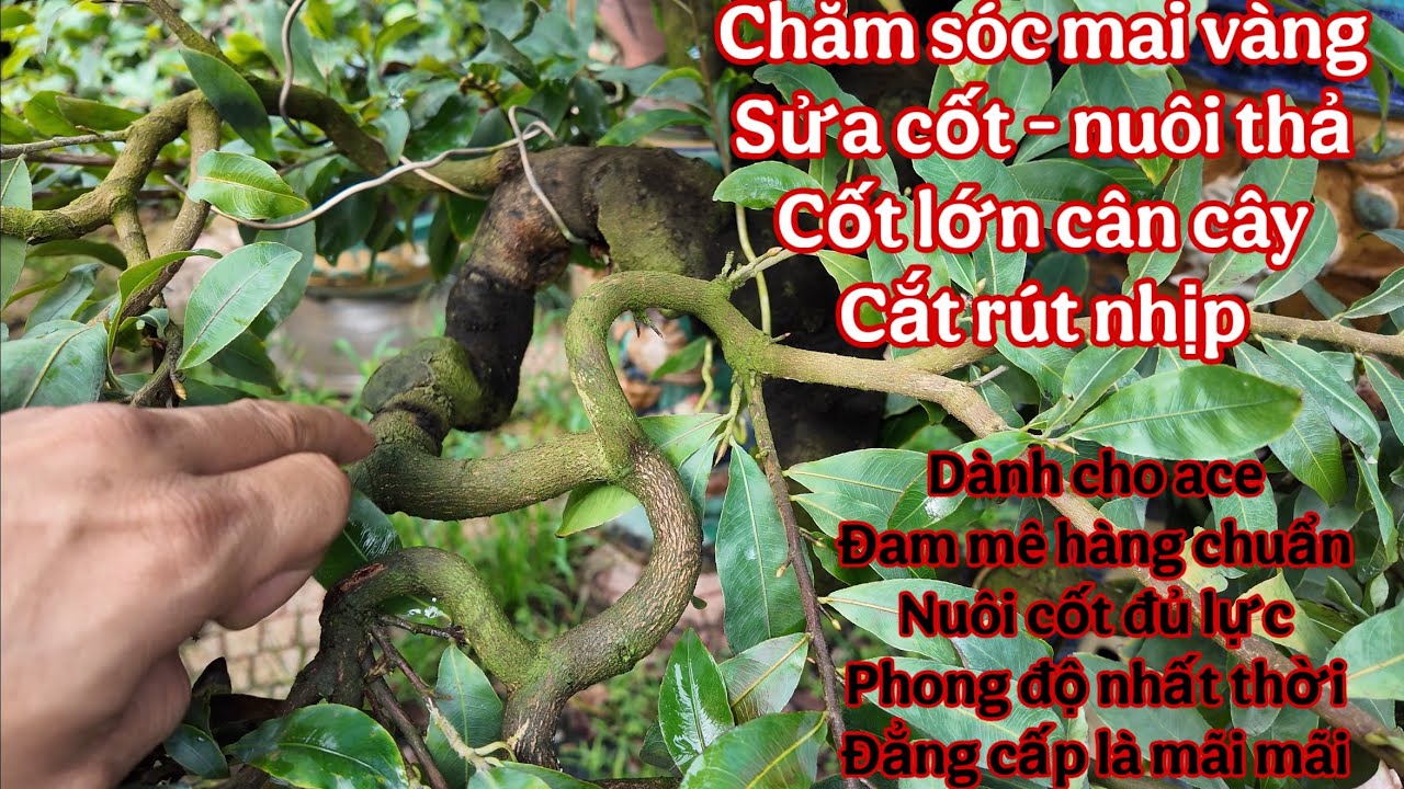 vườn mai vàng Tú Trần ( nhiều mai vàng hàng đẹp nuôi thả cốt quá đẹp )