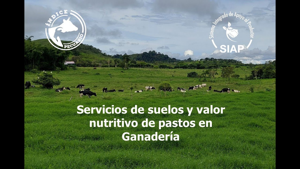 Diagnóstico del valor nutritivo de los pastos con Geoinformación