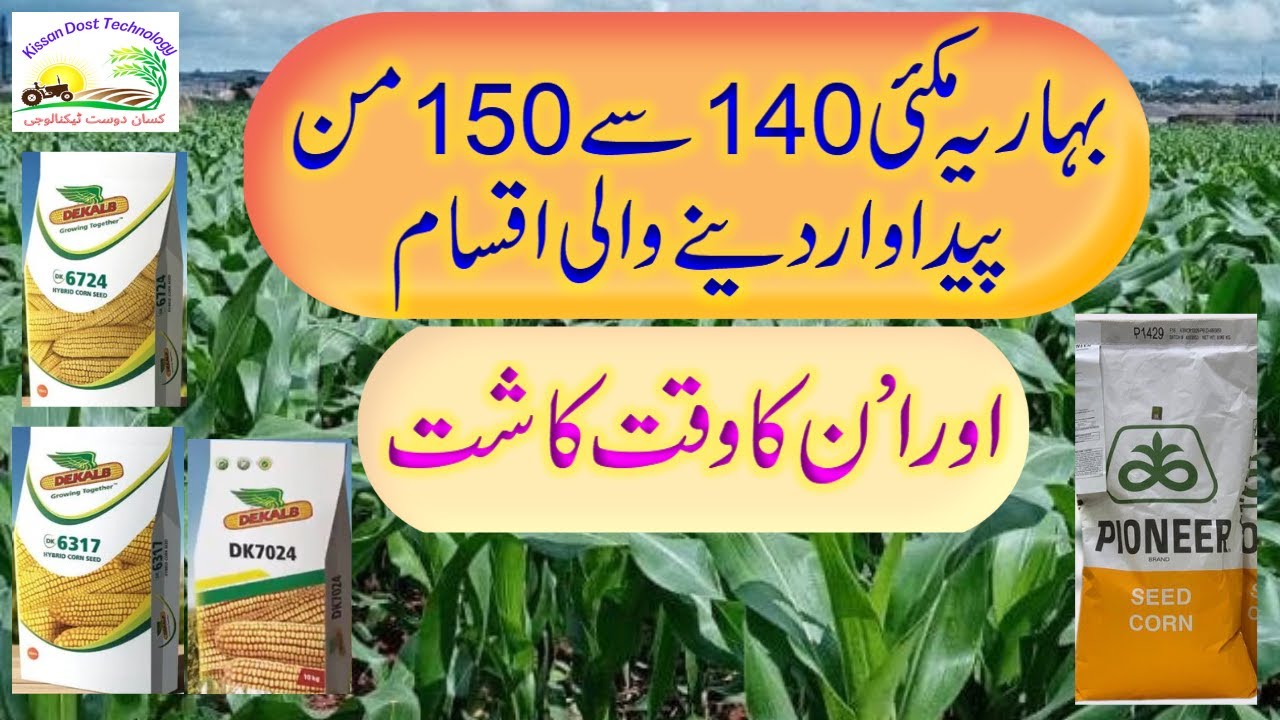 Best maize spring varieties and best sowing time |بہاریہ مکی کی  بہترین اقسام اور وقت کاشت