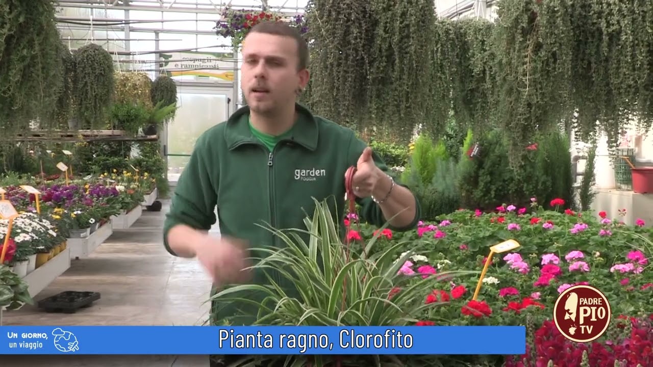 Pianta ragno, Clorofito (Un giorno, un fiore 8 Aprile 2022)
