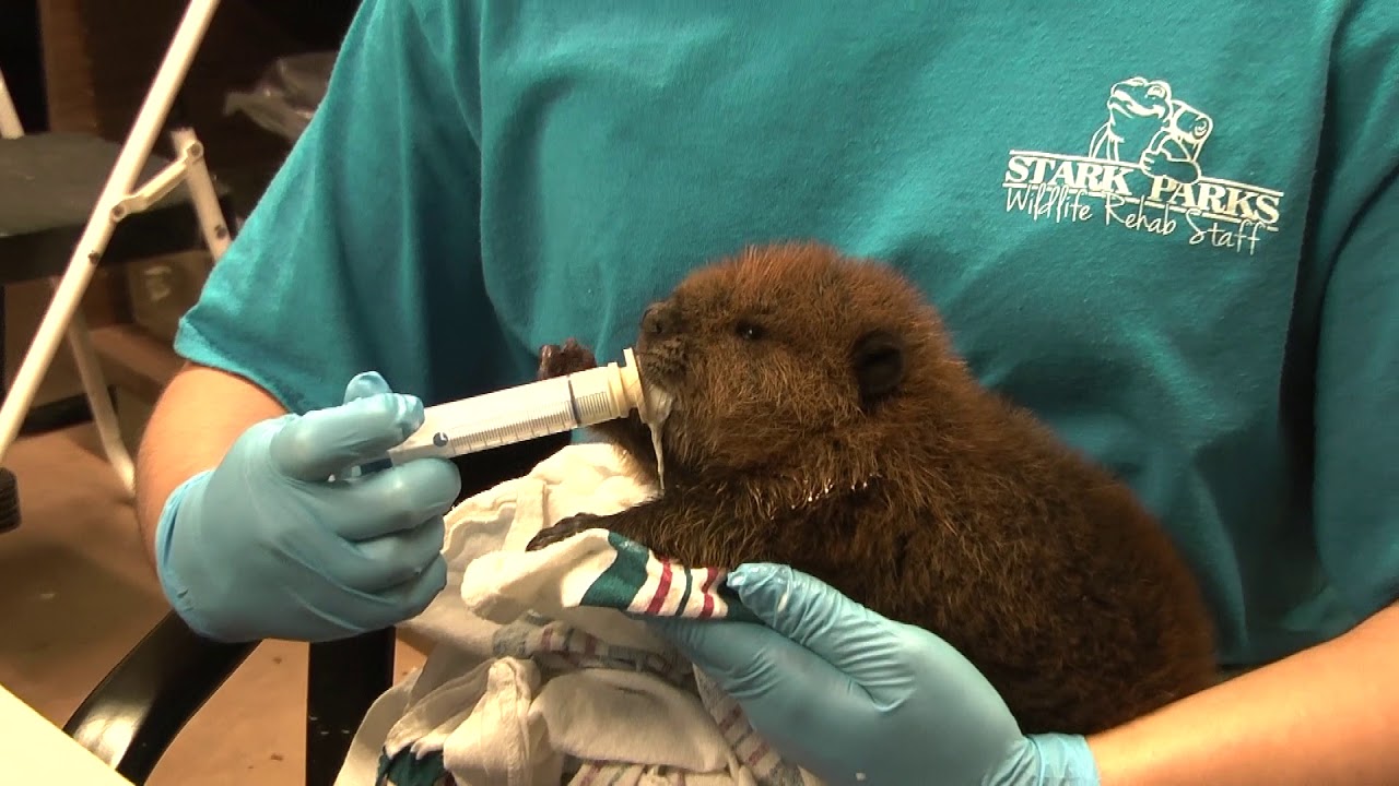 Baby Beaver Feeding