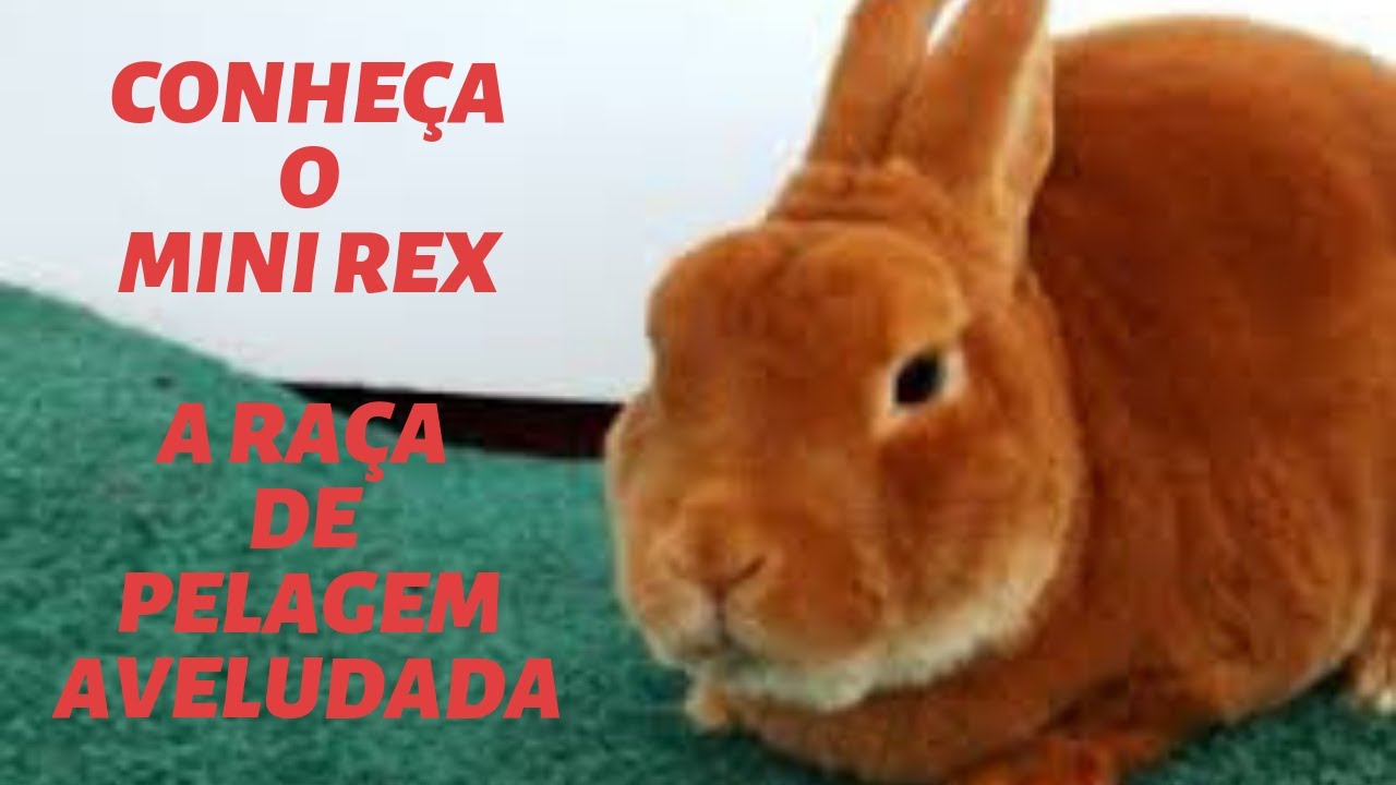 Conheça o Mini Rex. A raça de pelagem aveludada
