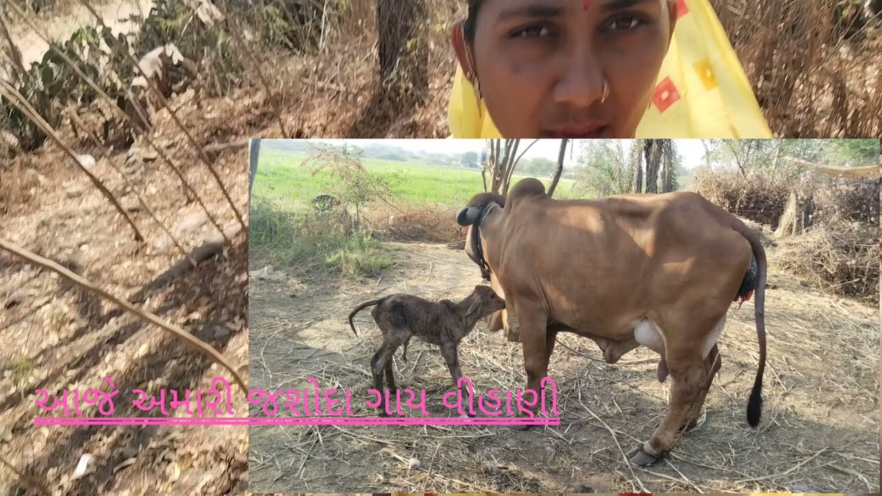 આજે અમારી જશોદા ગાય વીહાણી છે 
