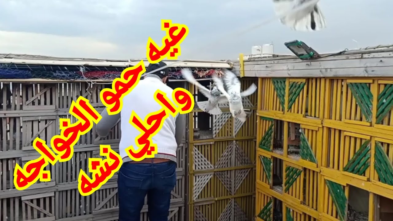حمام المحترفين # اجمل نشه و احلى كلام عن النش من غيه حمو الخواجه ( pigeons)