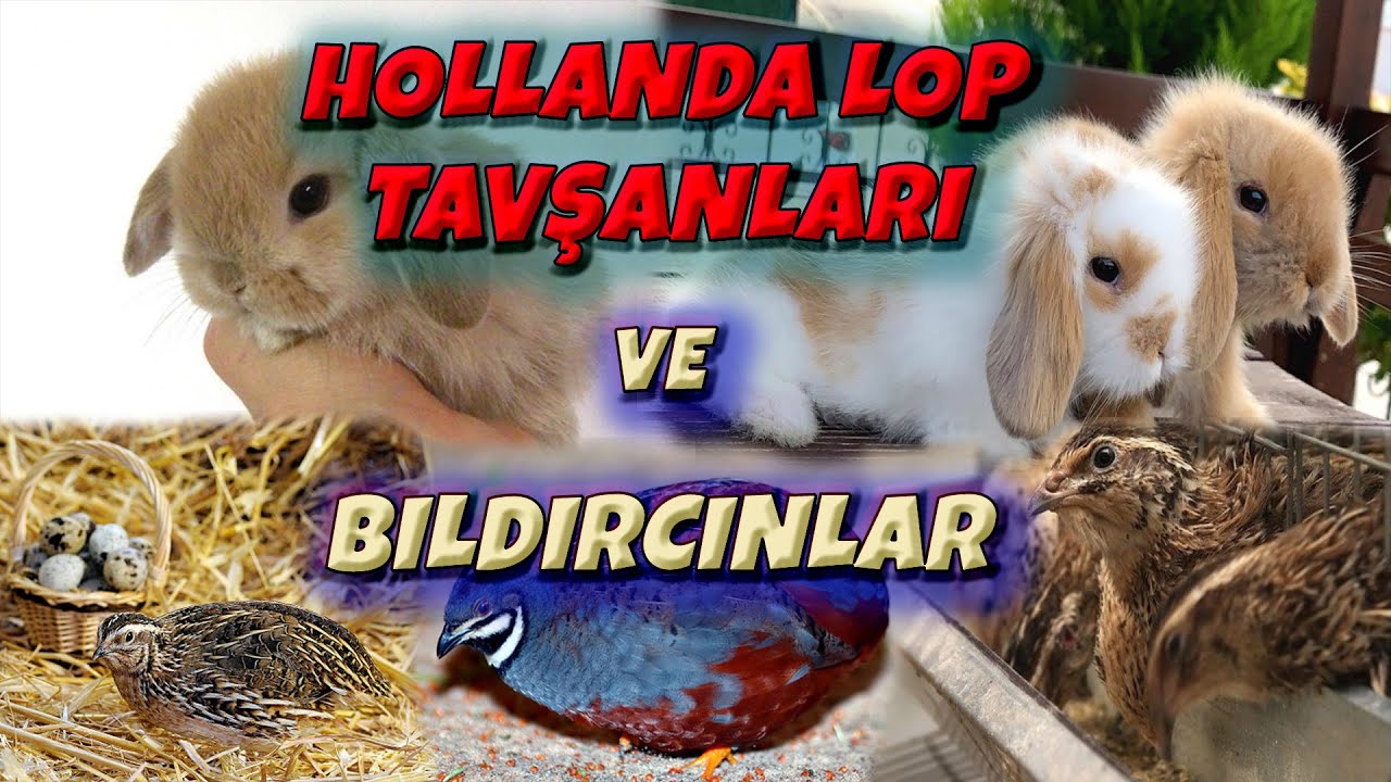 Lop Tavşan ve Bıldırcın Üreticisine Gittik