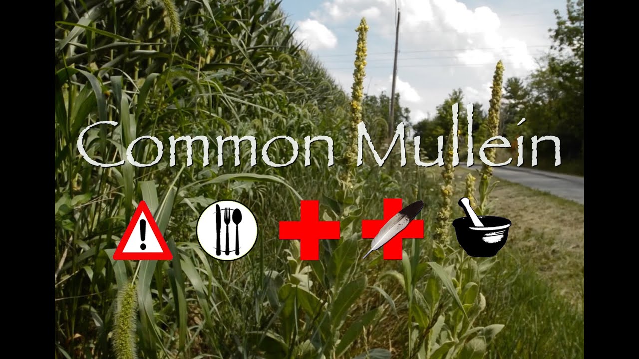 Common Mullein: Cautions, Edible, Medicinal & Other Uses