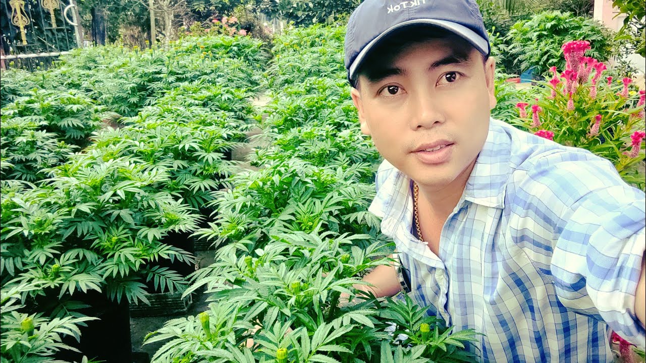 cách khắc phục hoa vạn thọ nở trễ nở sớm và tưới phân cho đúng, huỳnh tinh vlog