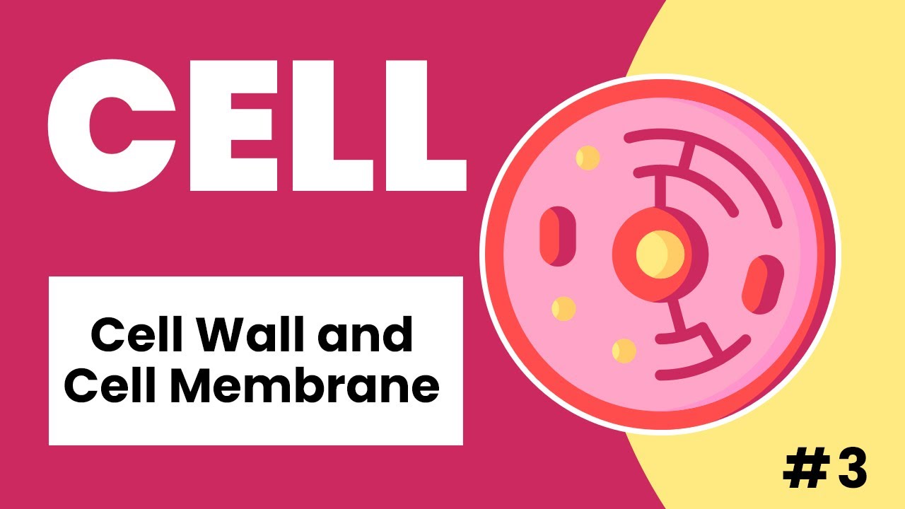 Cell Wall and Cell Membrane Made Easy ( Urdu / Hindi )