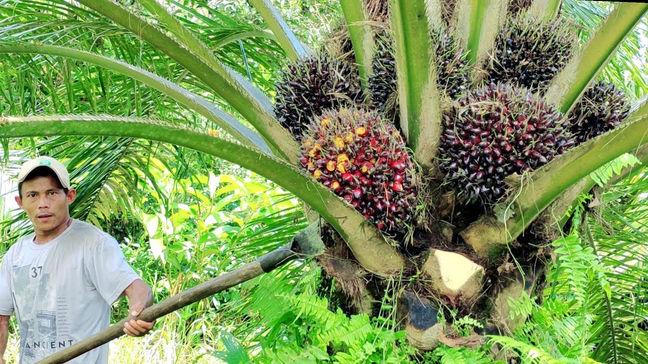 panen super ini bos Sriwijaya 3 pas