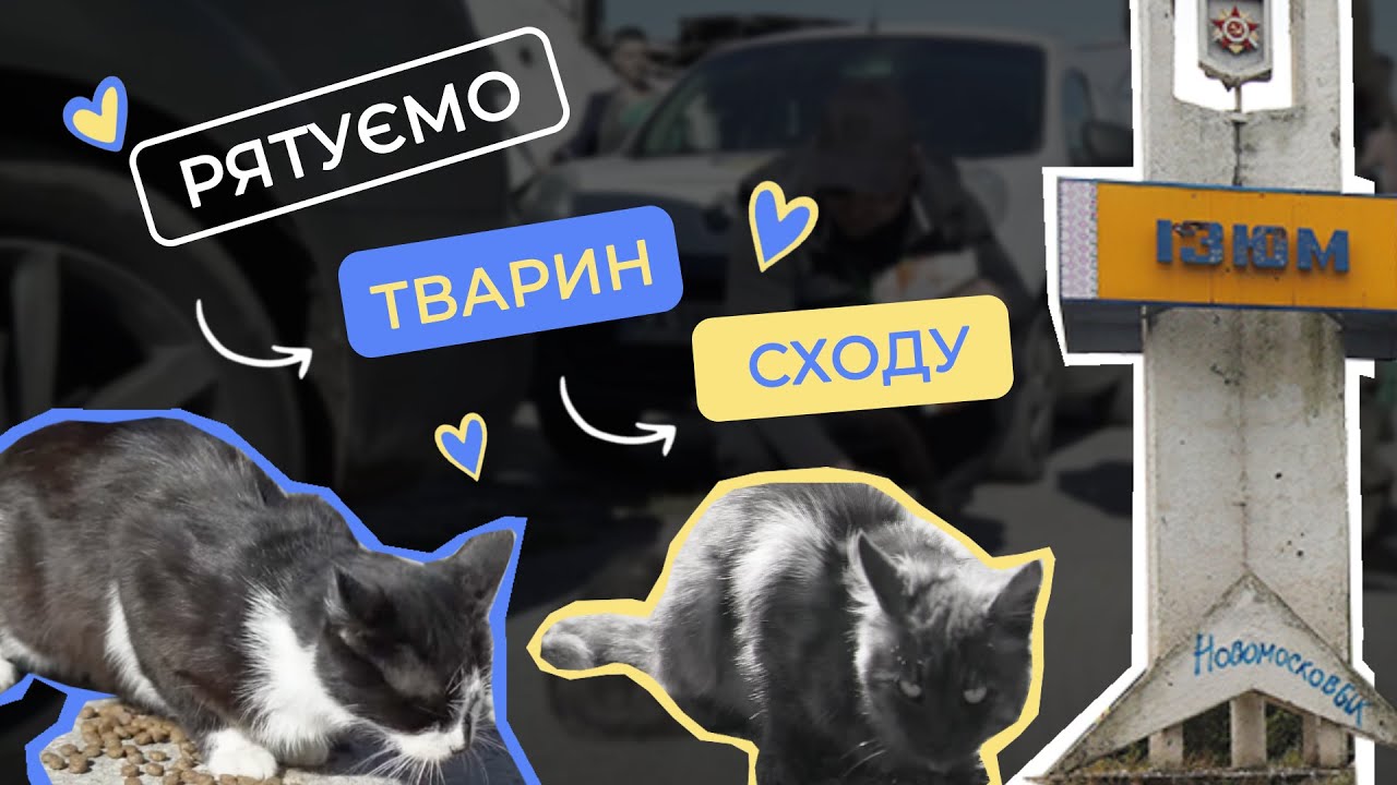 Звільнений Ізюм в перші дні | Порятунок тварин від війни