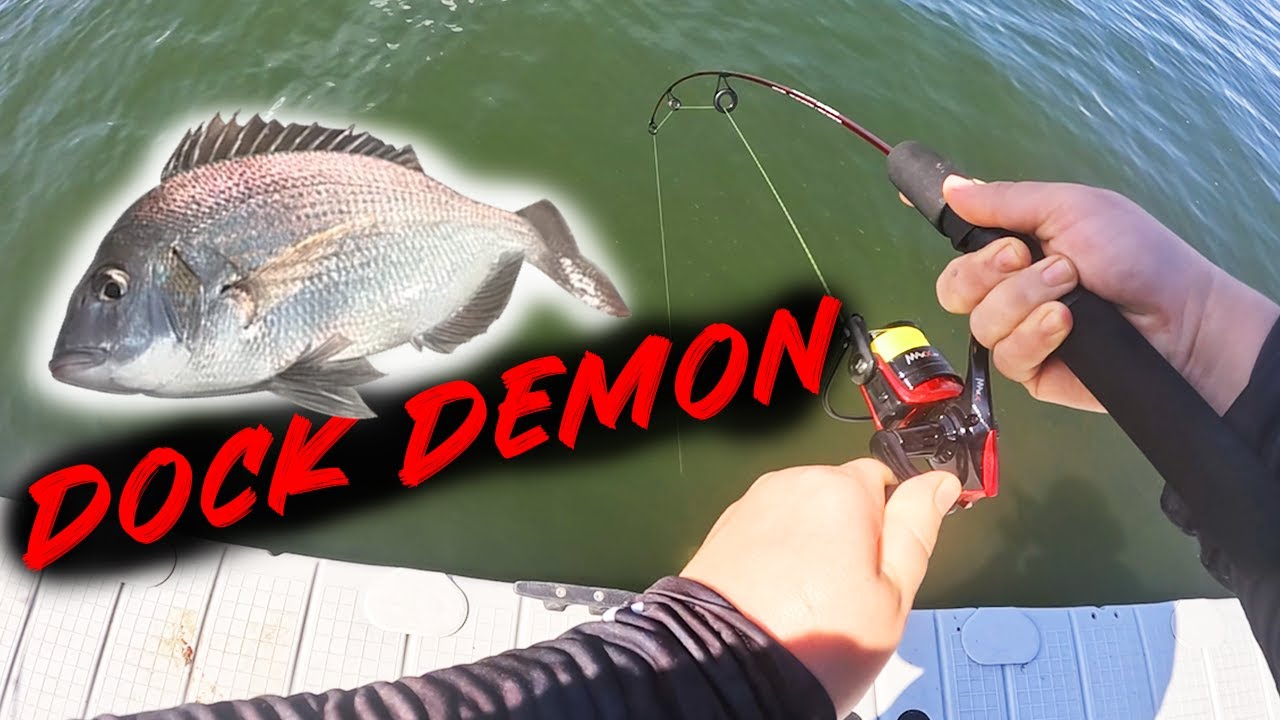FISHING With a ZEBCO DOCK DEMON for PORGIES and MORE!