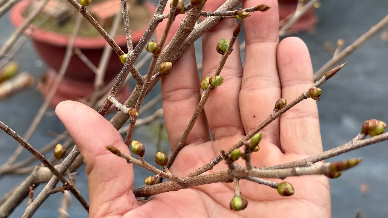 Ngày 16/12 âm lịch, chia sẽ cách canh chỉnh nụ ngay tết, hãm nụ nở sớm, tăng tốc nụ trễ.