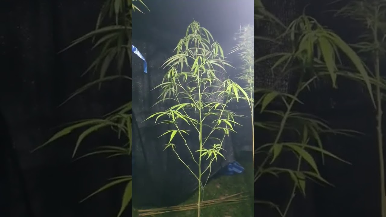 Growing Cannabis in Thailand