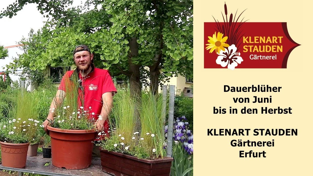 Dauerblüher von Juni bis in den Herbst