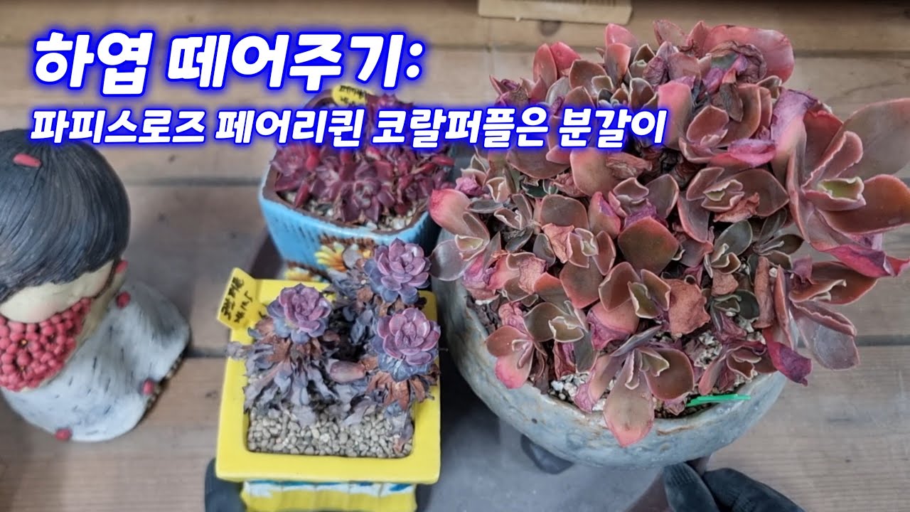 26.2.26 🌹하엽 떼어주기 파피스로즈 페어리퀸, 코랄퍼플은 분갈이해요🌹 #다육식물 #다육이 #succulent #러블리로즈다육tv 