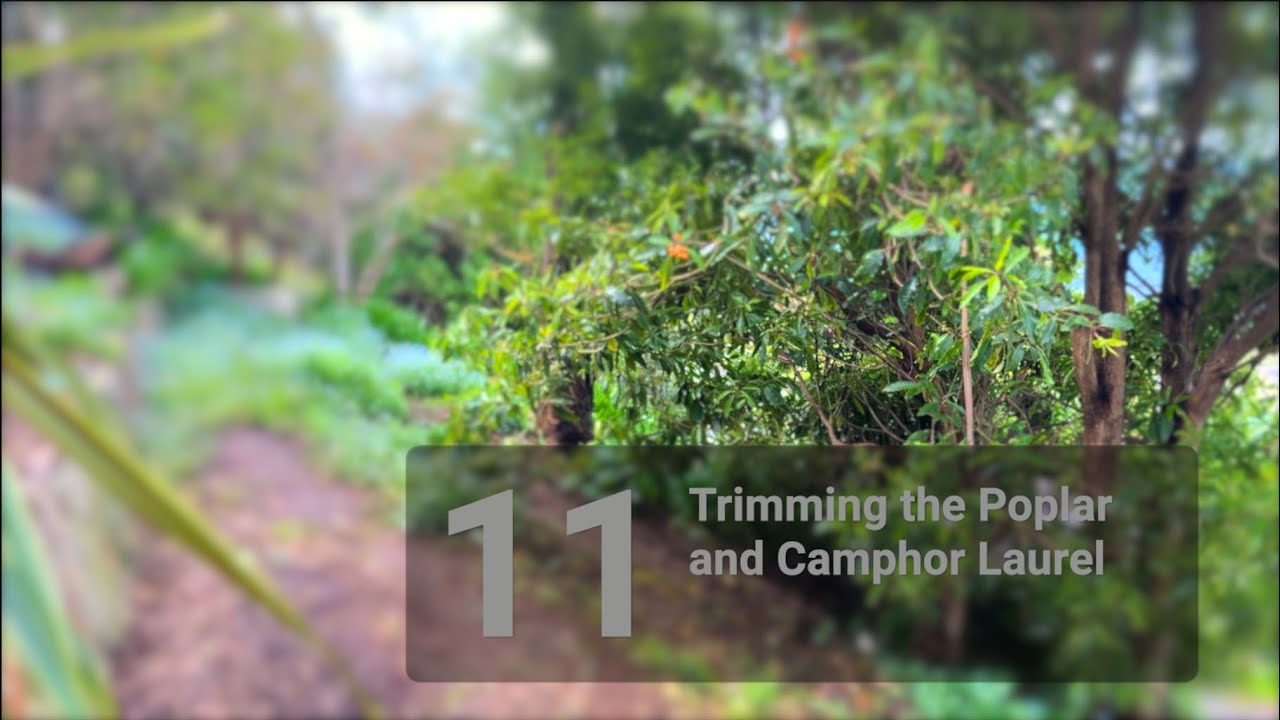 11:   Trimming the Poplar & Camphor Laurel