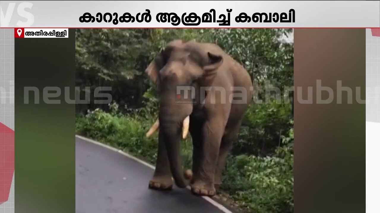 അതിരപ്പിള്ളി മലക്കപ്പാറ റോഡിൽ വാഹനങ്ങൾക്ക് നേരെ കാട്ടാനയുടെ ആക്രമണം