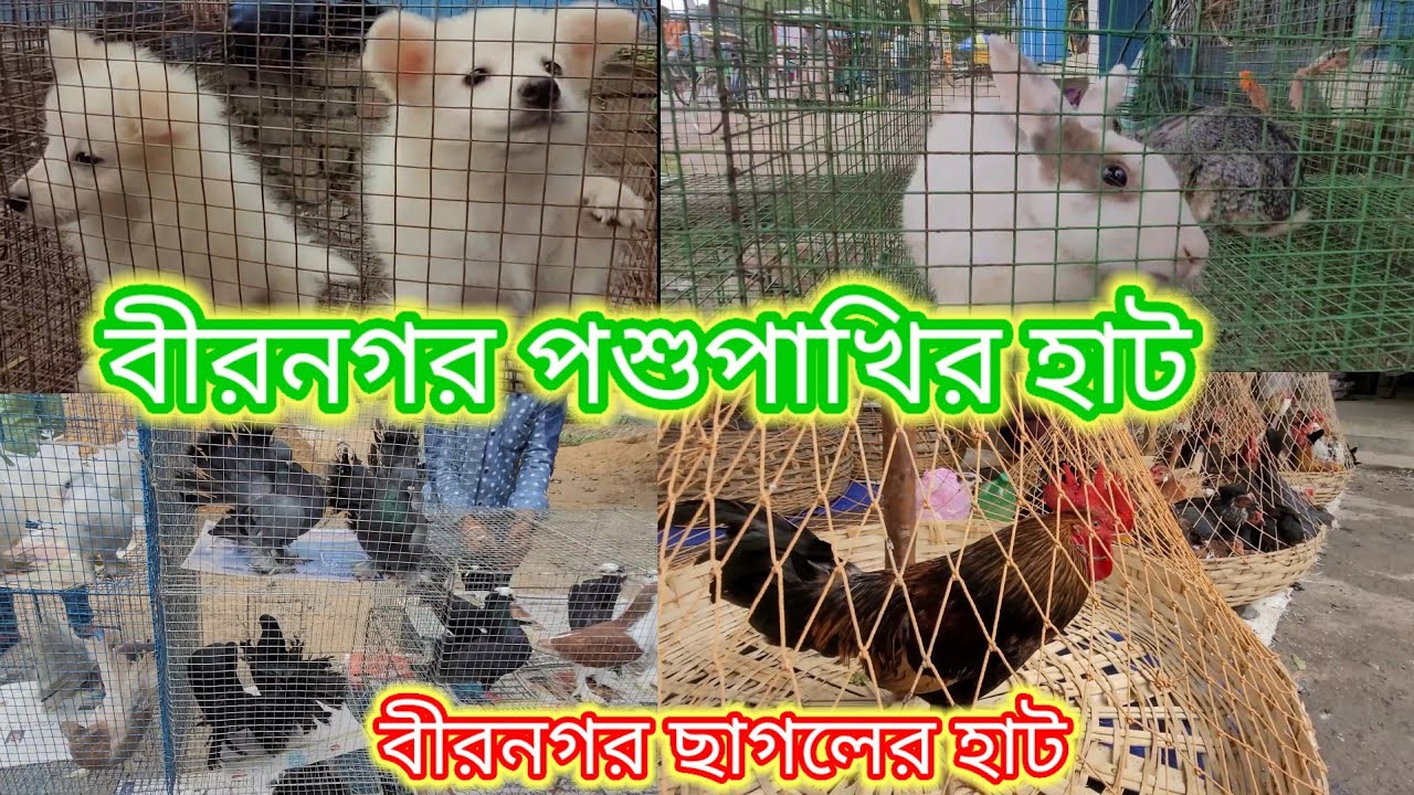 বীরনগর পশু হাট। birnagar bird market