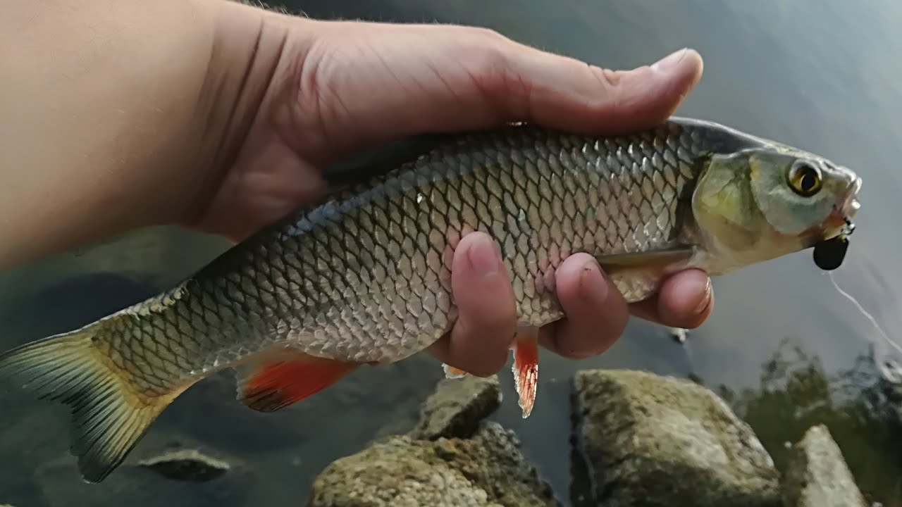 Jak złowić klenia, jazia, okonia - Przynęty na Wisłę - Wiślane klenie, jazie, okonie na spinning