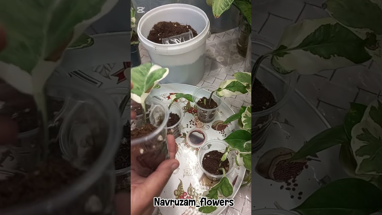 Голланд Эпипрендум Энжой гулини купайриш усуллари.