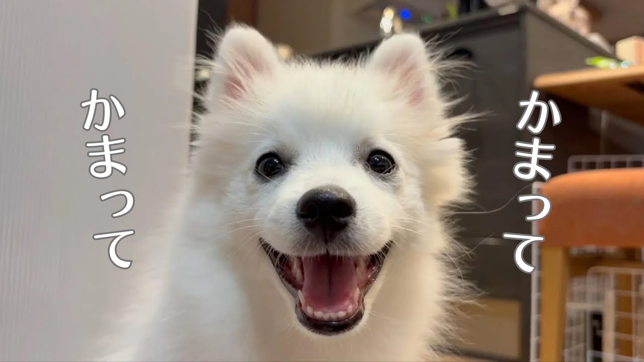 来客に構ってちゃんアピールが止まらなかった子犬