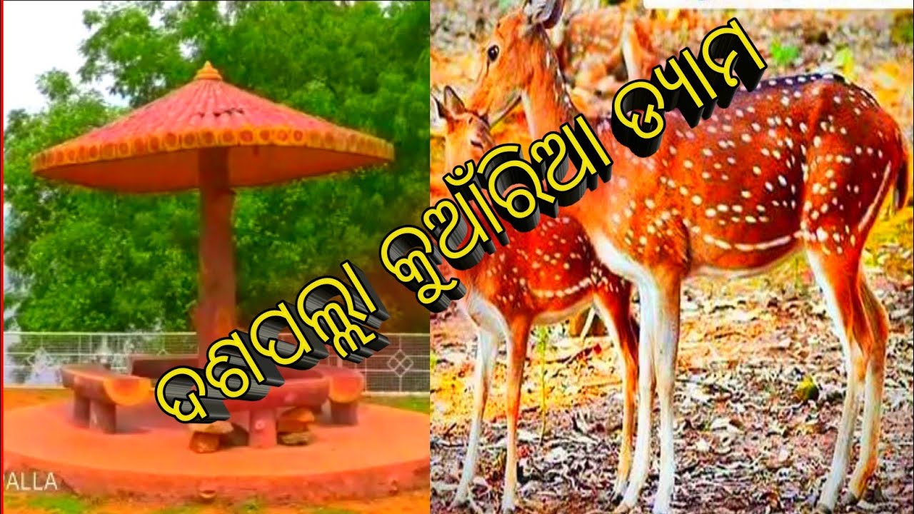 Kuanria Dam, Daspalla, Nayagarh, Odisha | Best Famous Nayagard | କୁଆଁରିଆ ଡ୍ୟାମ ଦଶପଲ୍ଲା, ନୟାଗଡ |