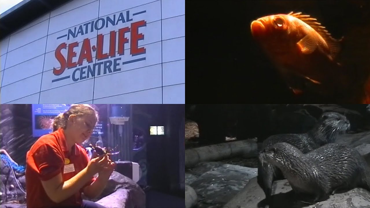 National Sea Life Centre Birmingham (January 2007)
