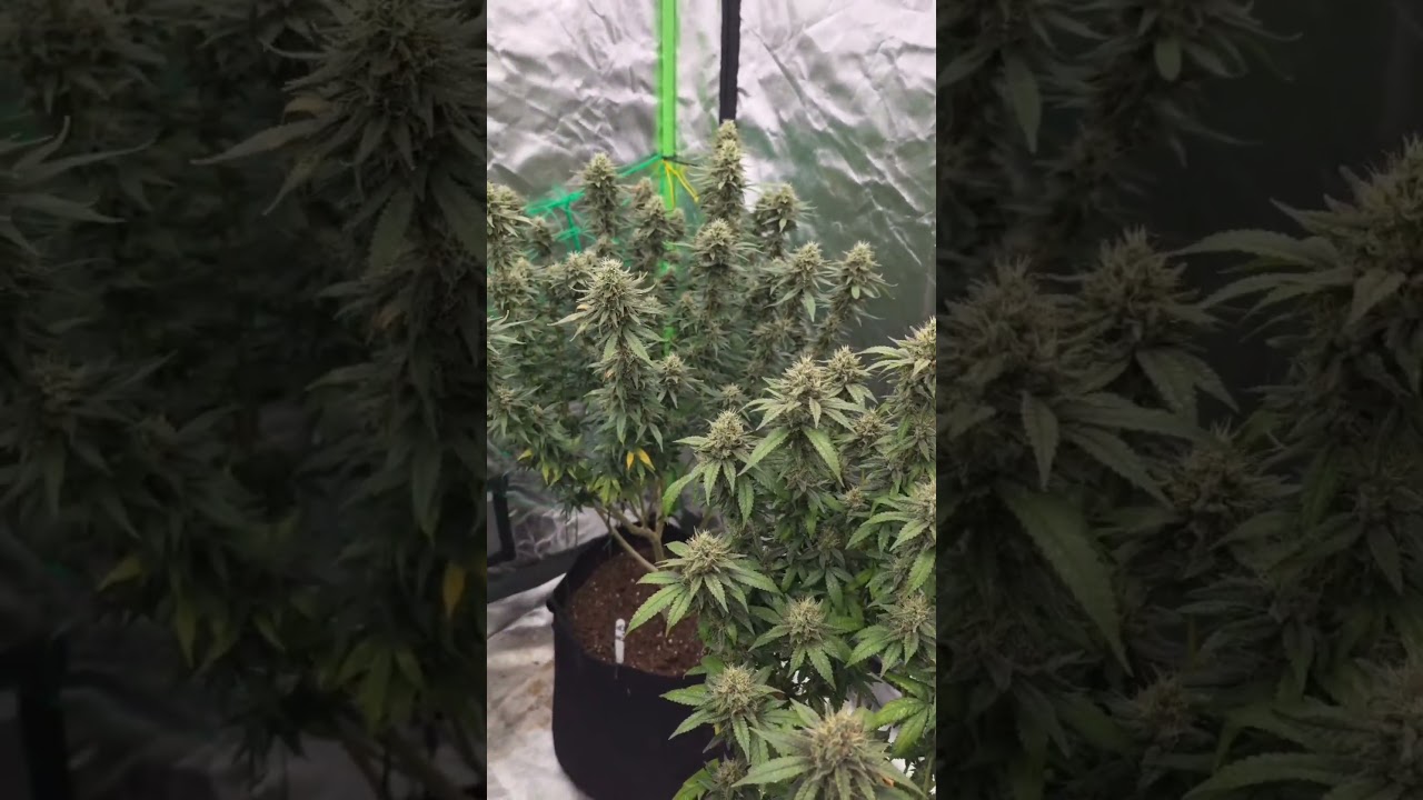 Haze Berry #weed #big bazooka #cannabis #gg4 #ott #thc #Marihuana