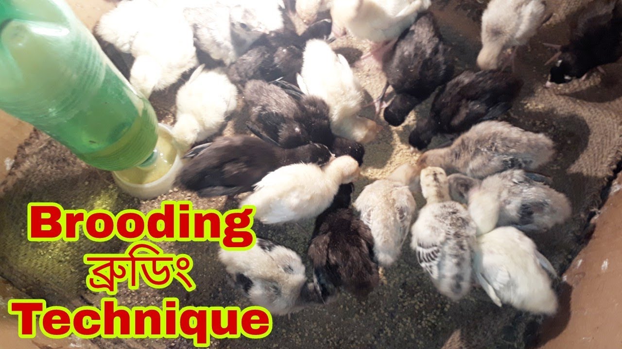 টার্কির বাচ্চা সহজ পদ্ধতিতে ব্রুডিং শিখুন । Turkey Baby Brooding Technique । টার্কি পালন গাইডলাইন