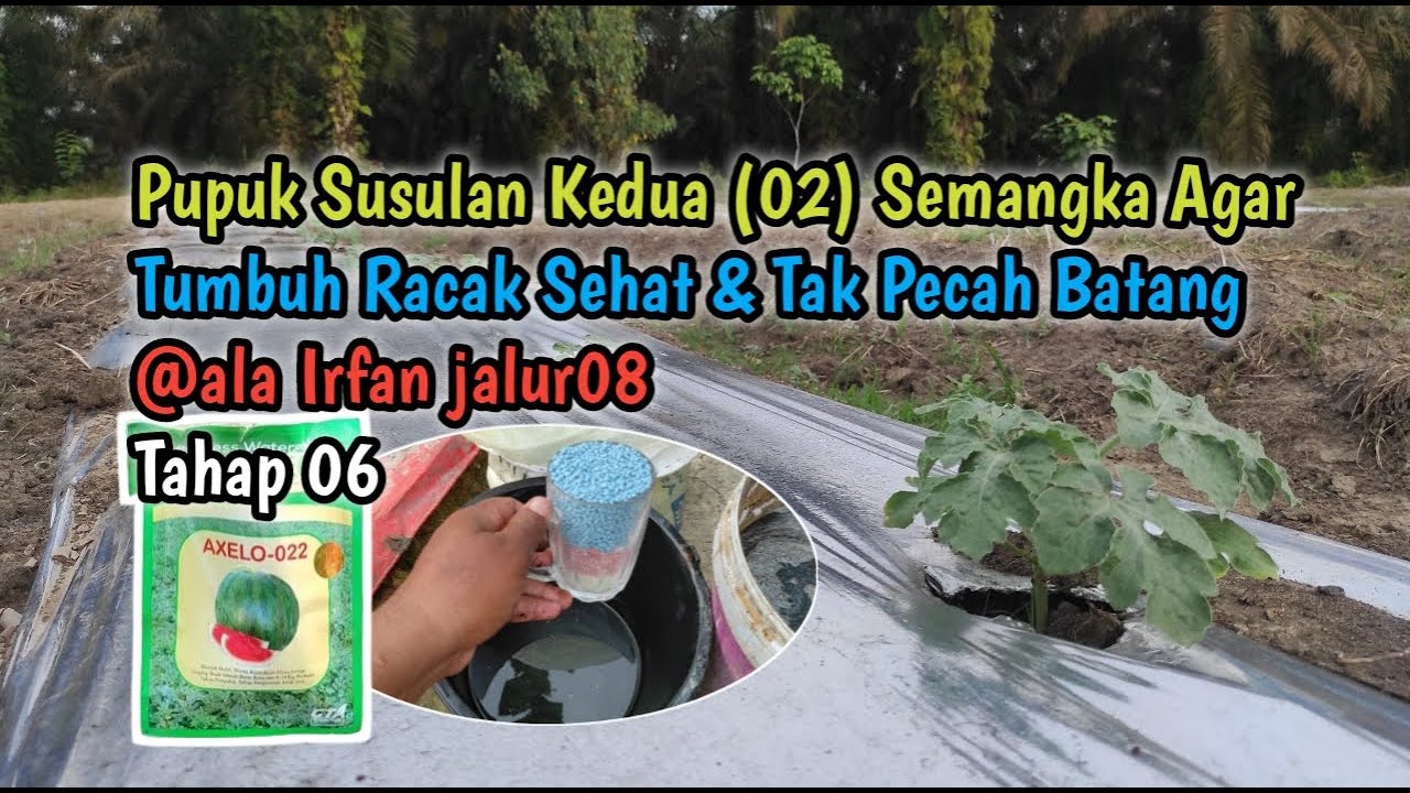 Pupuk Susulan Semangka Ke 02 Agar Tumbuh Subur & Tak Pecah Batangnya Itu Apa Aja @ala irfan jalur08