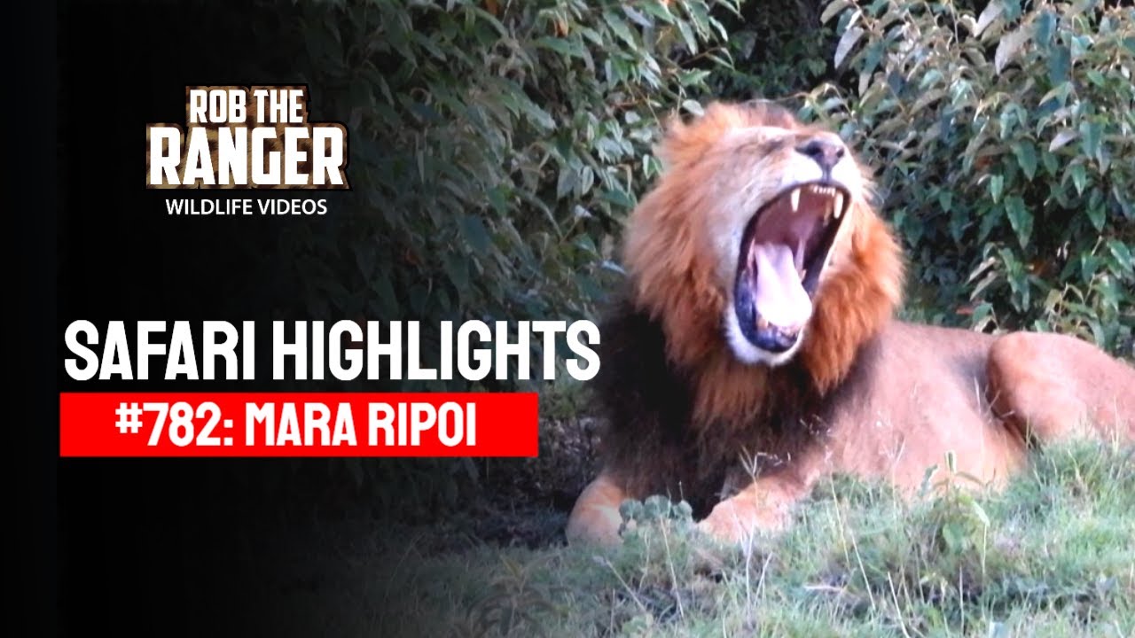 Safari Highlights #782: 10 -13 March 2024 | Lalashe Mara Ripoi | Latest #Wildlife Sightings