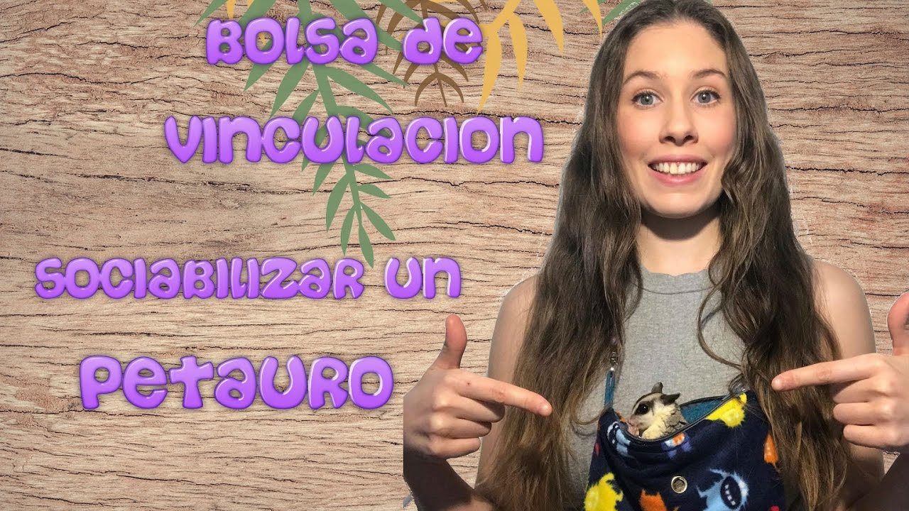 ¿Qué es una bolsa de vinculación? Cómo sociabilizar y vincularte con tu petauro o sugar glider