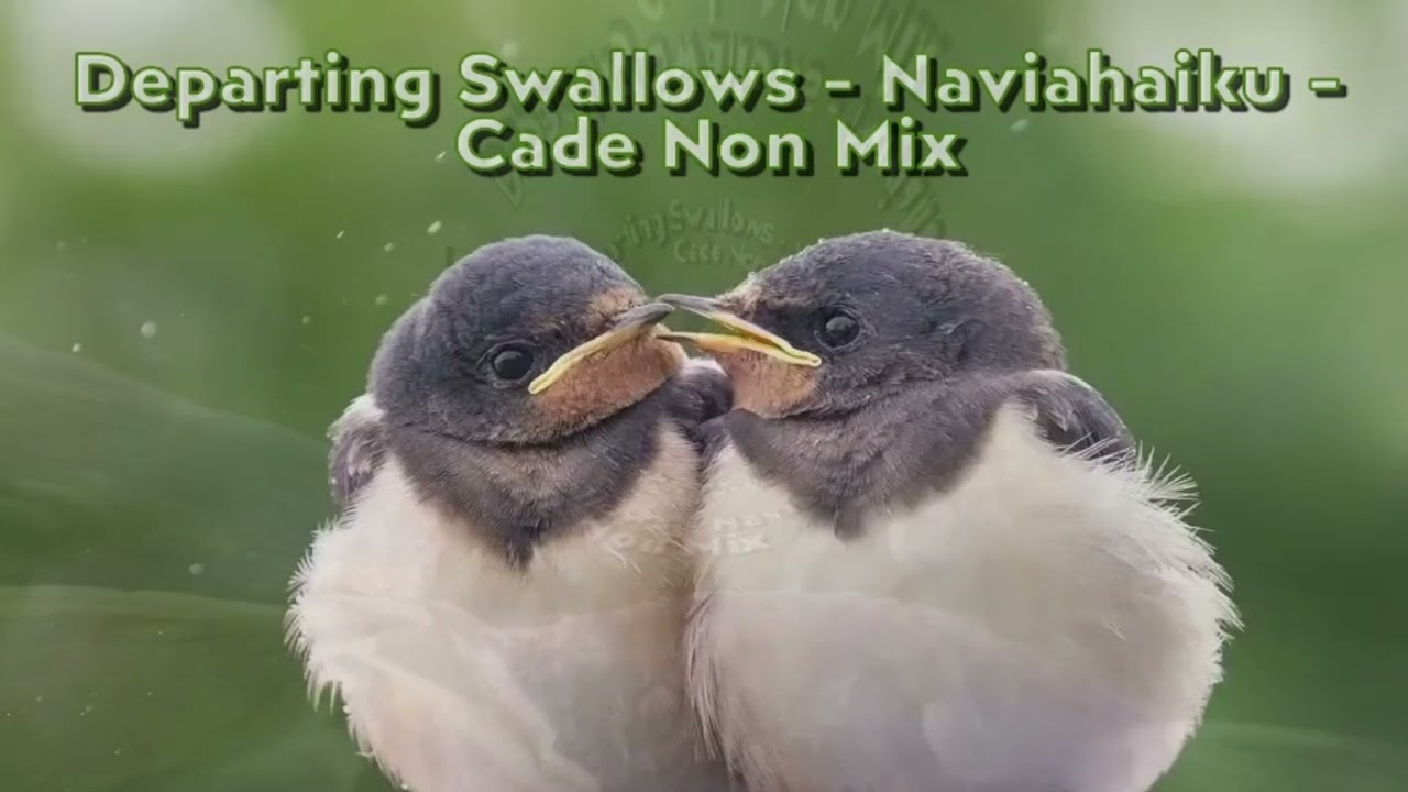Departing Swallows - Naviarhaiku - Cade Non Deep Mix