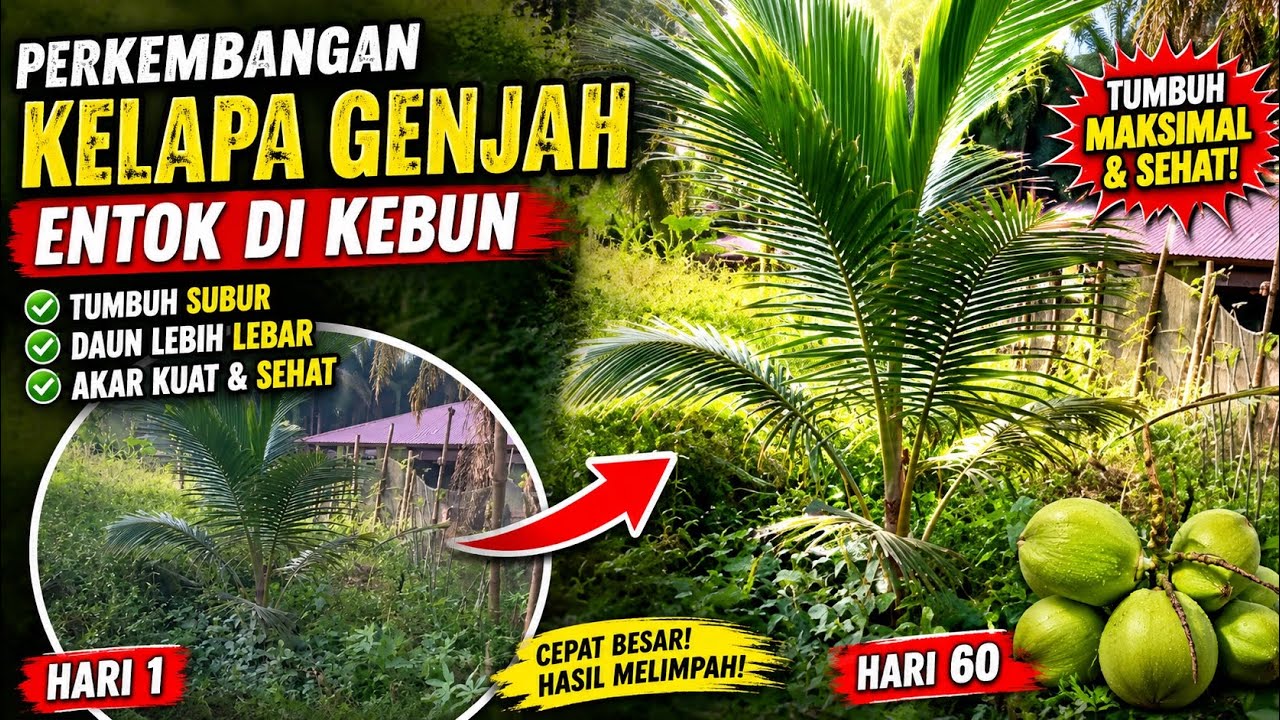 Perkembangan Kelapa Genjah Entok di Kebun