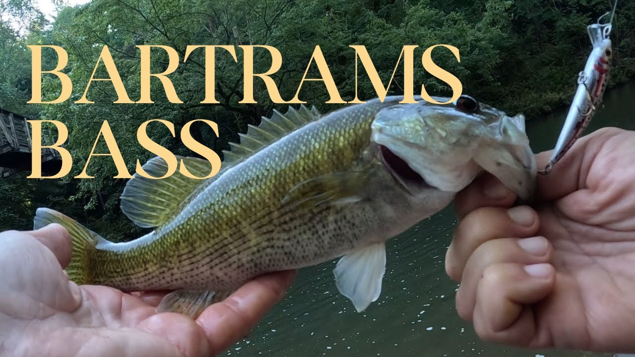 What are Bartrams Bass? Understanding this 