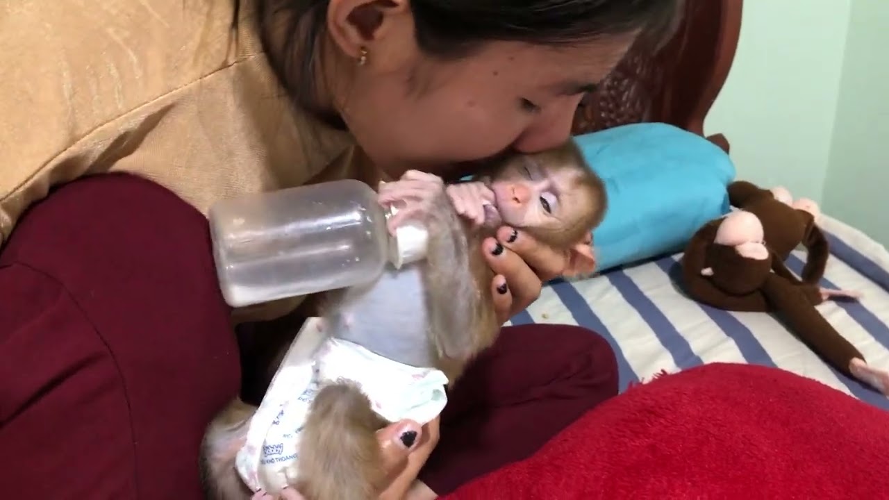 Baby monkey Miker #monkey #monkeybaby #monkeys #monkeyvideo #monkeydluffy #monkeylove #monkeyking