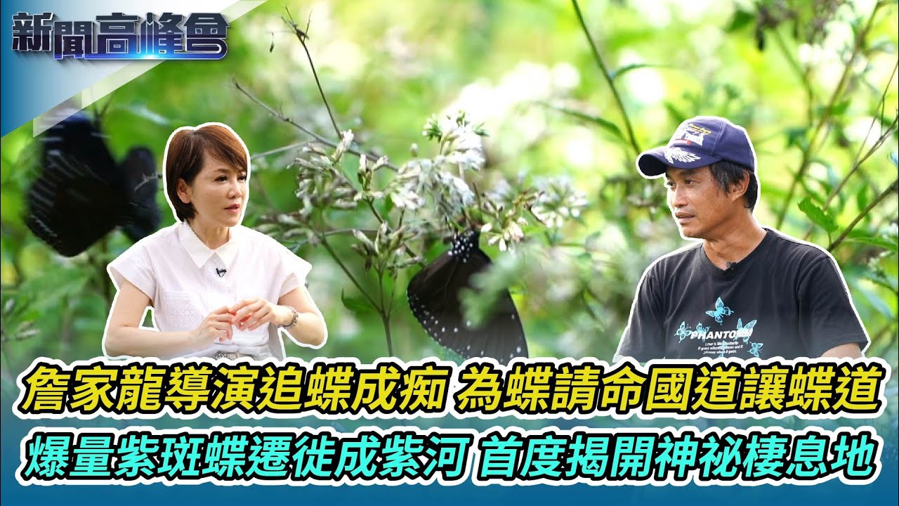 詹家龍導演追蝶成痴 為蝶請命國道讓蝶道｜爆量紫斑蝶遷徙成紫河 首揭核三廠神祕棲息地｜深度認識紫斑蝶 親觸解說推廣保育行動｜新聞高峰會｜陳雅琳獨家專訪｜華視新聞 20230730