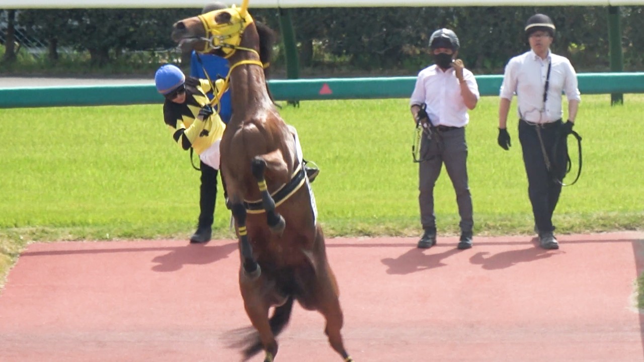 騎手のバランス って凄い【菅原明良】 騎乗の⑤ドナカルナバル本馬場で騎手を落とそうとするもレースで勝っちゃう 現地映像