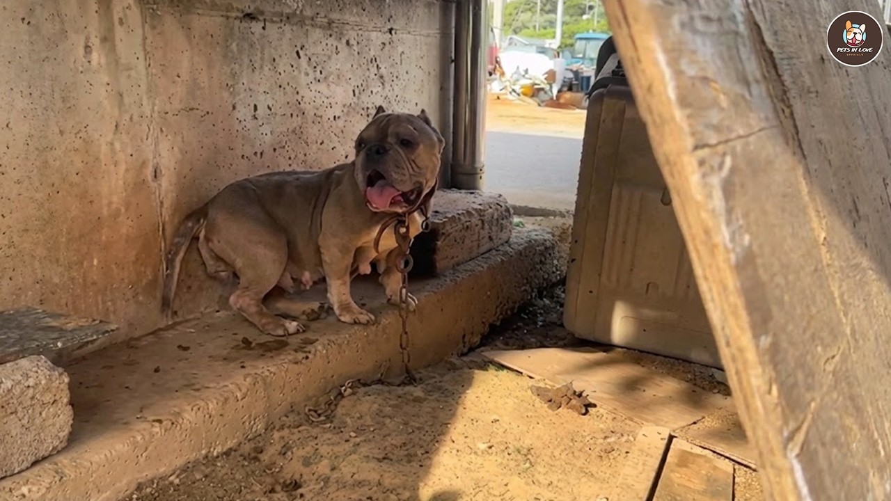 Too old for breeding, pittie trembled the moment she finally felt real love