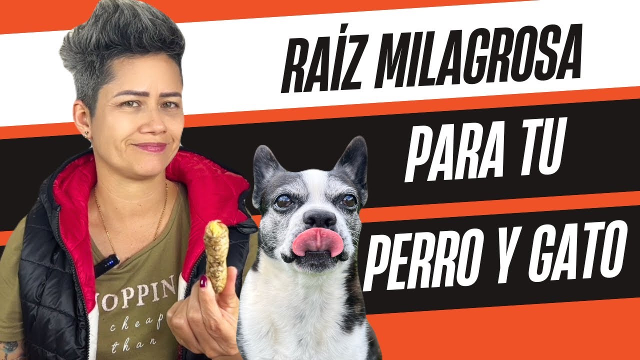Cómo aprovechar los beneficios del jengibre para tu perro y gato