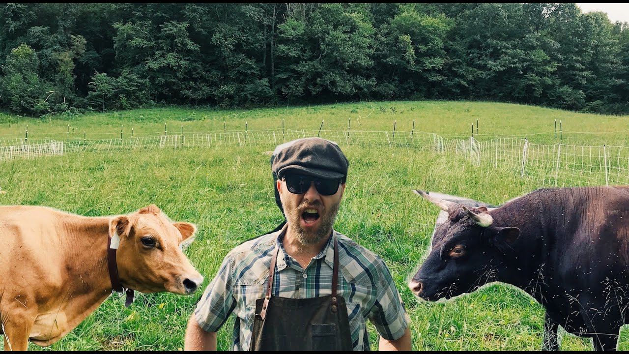 When a Bull Loves a Cow | What Happens When Cows Breed