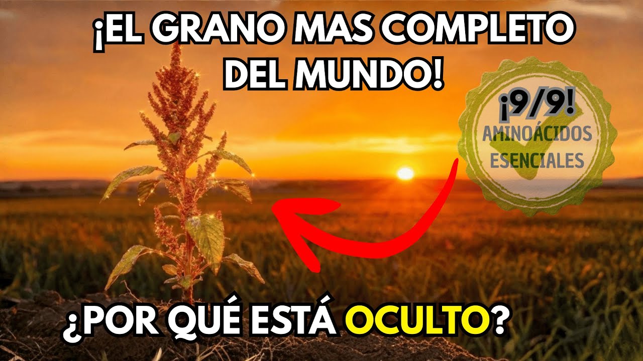 El Grano Más Completo Que Existe. Más Proteína Que Cualquiera. ¿Por Qué Intentaron Prohibirlo?