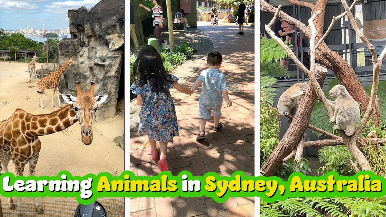 Learning Animals at Sydney Zoo 🐨 | Educational Day Out