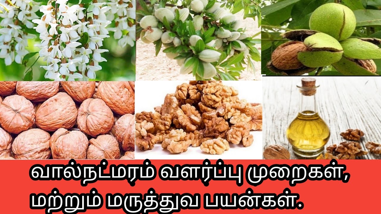வால்நட் மரம், வளர்ப்பு முறைகள்,மருத்துவபயன்கள். Wallnut lifecycle,process and medical benefits.