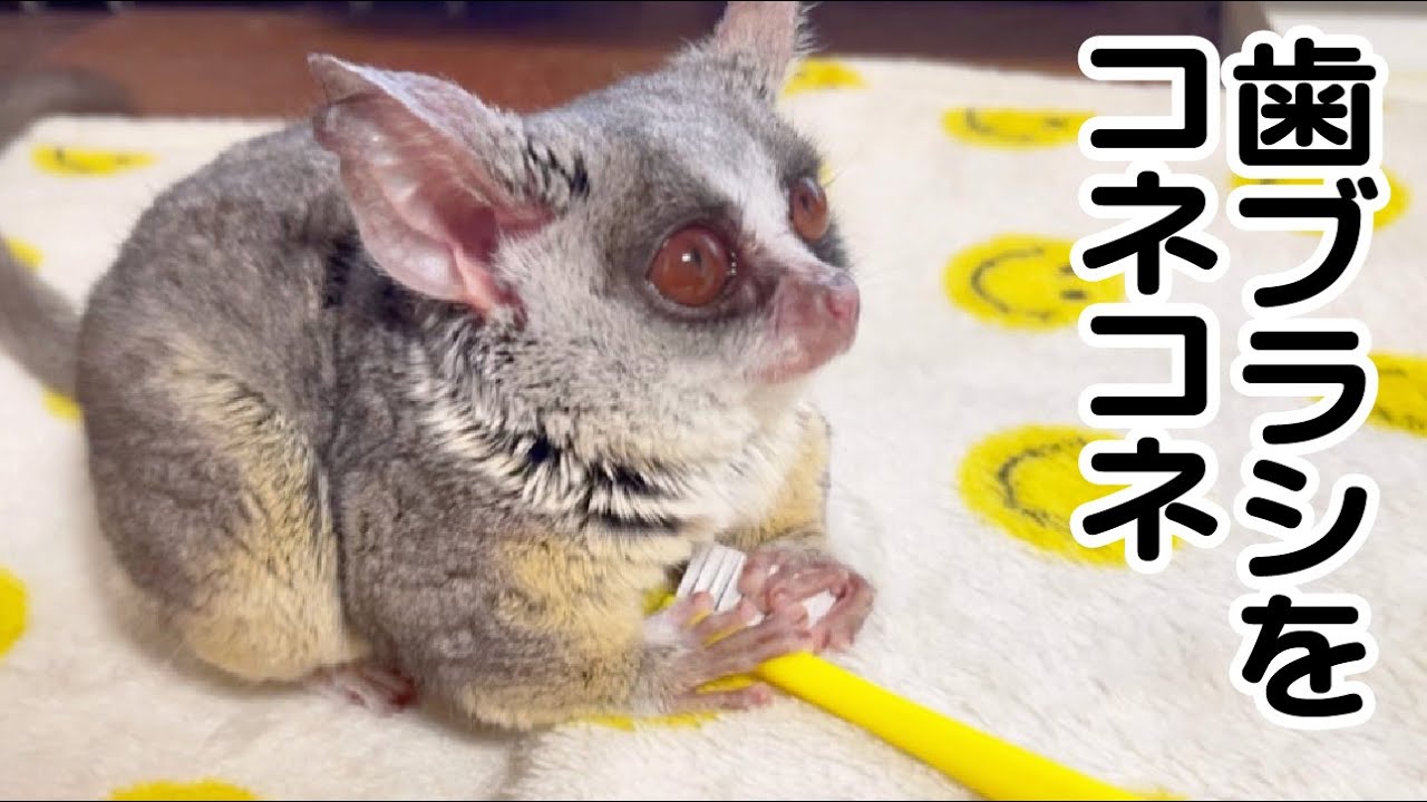 歯ブラシをこねる意味は...？ / Pizzatoru the Bushbaby / ショウガラゴのピザトル